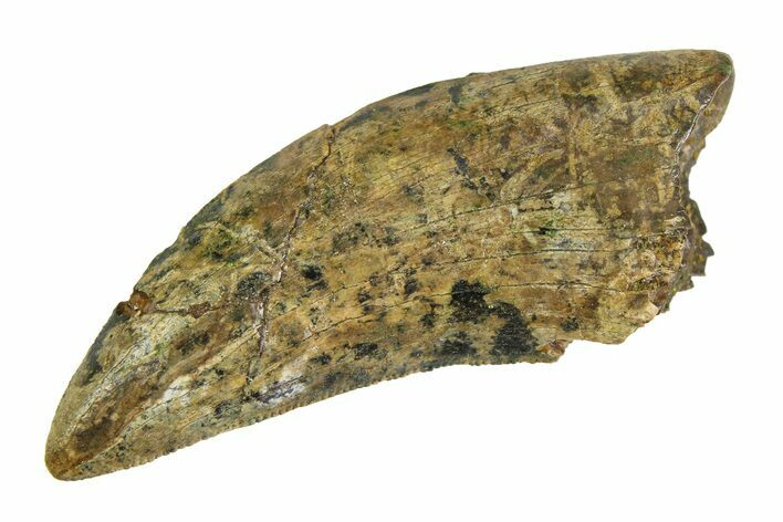 Serrated, Tyrannosaur (Nanotyrannus) Tooth - Montana #350769